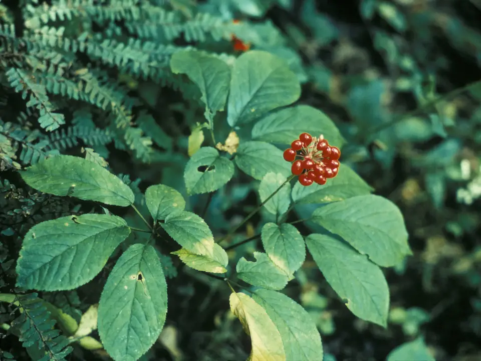 An American ginseng plant with a cluster of red berries in a forest